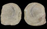 Astreptoscolex Fossil Worm (Pos/Neg) - Mazon Creek #70601-1